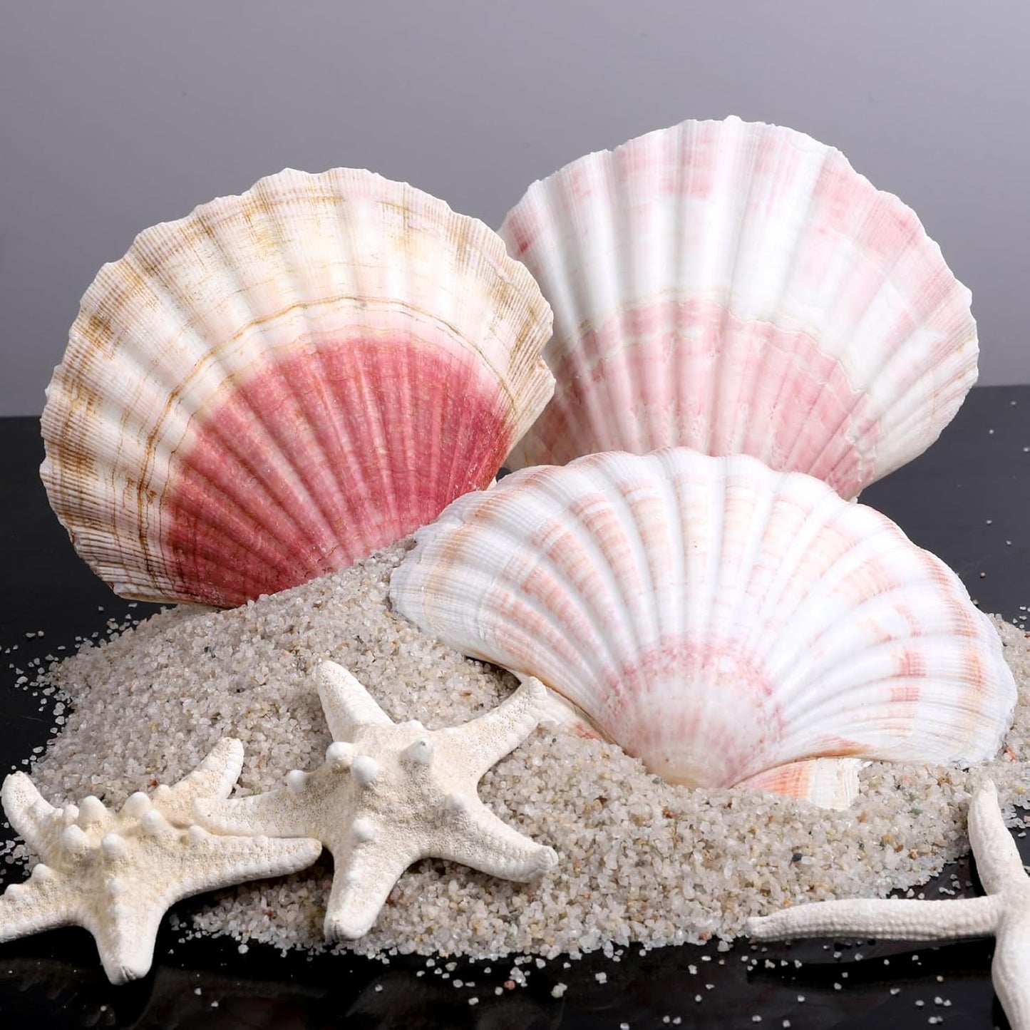 8 PCS 4-4.5 Inch Natural White&Pink Scallop Shells Sea Shells for DIY Craft Home Décor