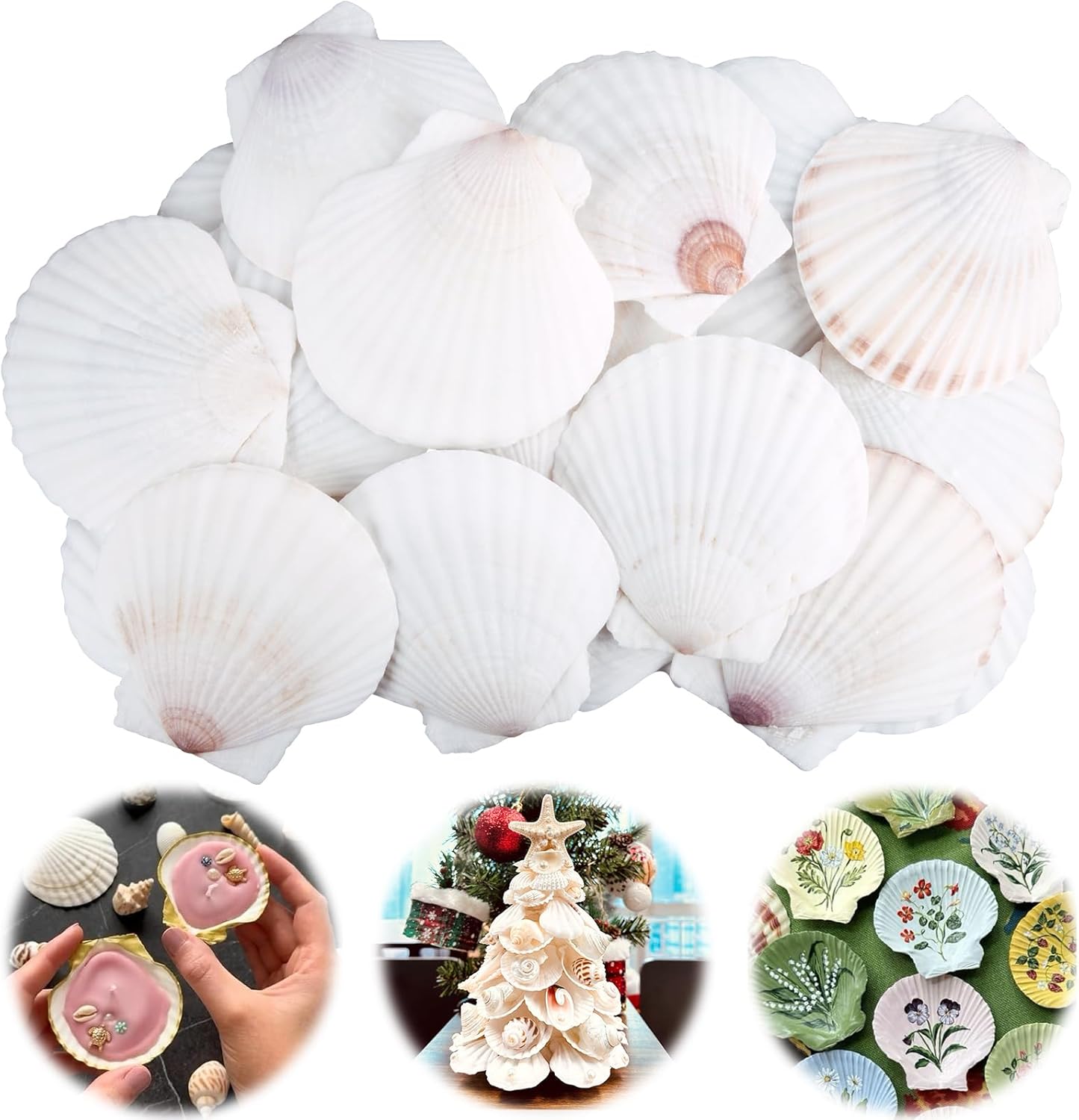 30PCS Scallop Shells for Crafts 2''-3'' Natural White Large Shells Decoration for DIY Craft Painting, Home Decor, Baking and Beach, Wedding Party Decoration