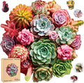 Wooden Puzzles for Adults, Colorful Succulent Puzzle for Mom, Challenging Puzzle, 200 Piece Luxurious Shaped Wooden Puzzles for Family Game 11.3 * 10.5in