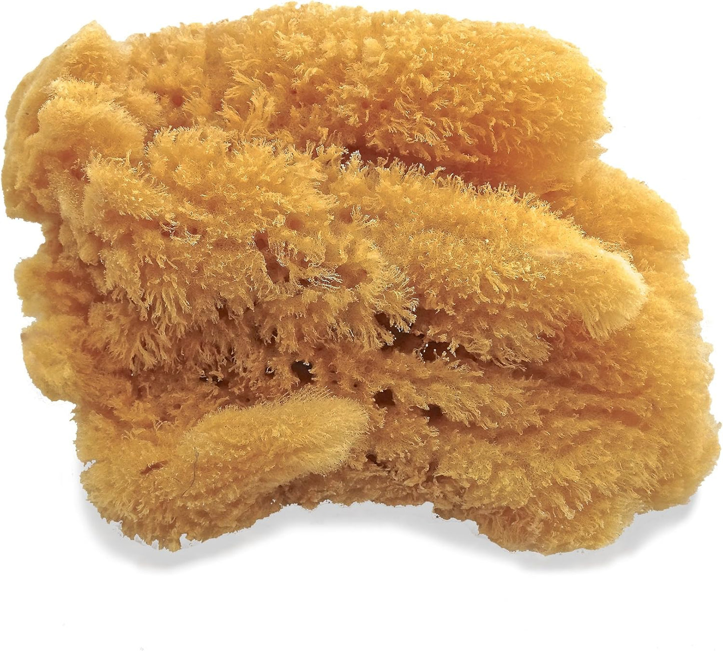 Natural Sea Sponges for Artists - Unbleached 5"-5.5" 2pc Value Pack: Great for Painting Decorating Texturing Sponging Marbling Effects Faux Finishes Crafts & More by Lullingworth®